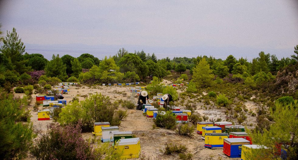 Nonnen in Griechenland ernten Honig von bunten Bienenbeuten in einer natürlichen Landschaft mit grünen Bäumen und Büschen. Die Nonnen tragen Imkeranzüge und arbeiten inmitten bunter Bienenstöcke. Traditionelle Imkerei in klösterlicher Landwirtschaft.