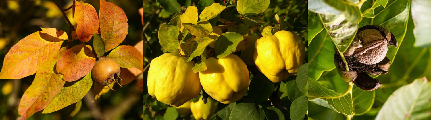 Foto zeigt Walnüsse, Äpfel und Früchte am Baum. Die Grundlage für Liköre aus den Obstgärten des Klosters Ormylia auf der Halbinsel Chalkidiki.