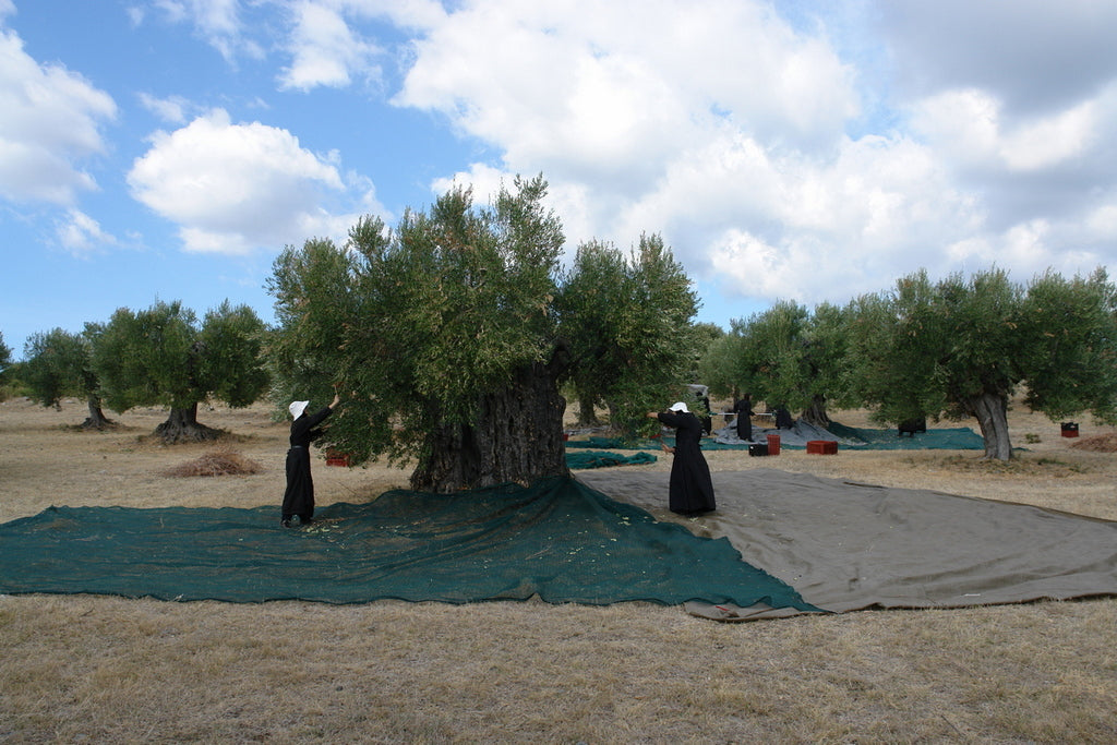  Nonnen im Frauenkloster Ormylia, Griechenland, ernten Oliven unter blauem Himmel. Sie tragen schwarze Gewänder und weiße Kopfbedeckungen und sammeln Oliven von alten Bäumen auf ausgebreiteten Netzen. Traditionelle Handarbeit in einem Olivenhain.