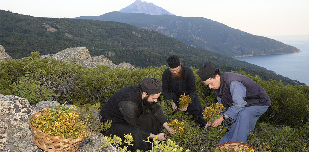 Mönche ernten Kräuter für Tee, mit Blick auf den heiligen Berg Athos. In traditionellen Kutten sammeln sie die Kräuter in Körben. Die Szene zeigt klösterliche Landwirtschaft und die Herstellung von natürlichen Produkten in einer malerischen Landschaft.