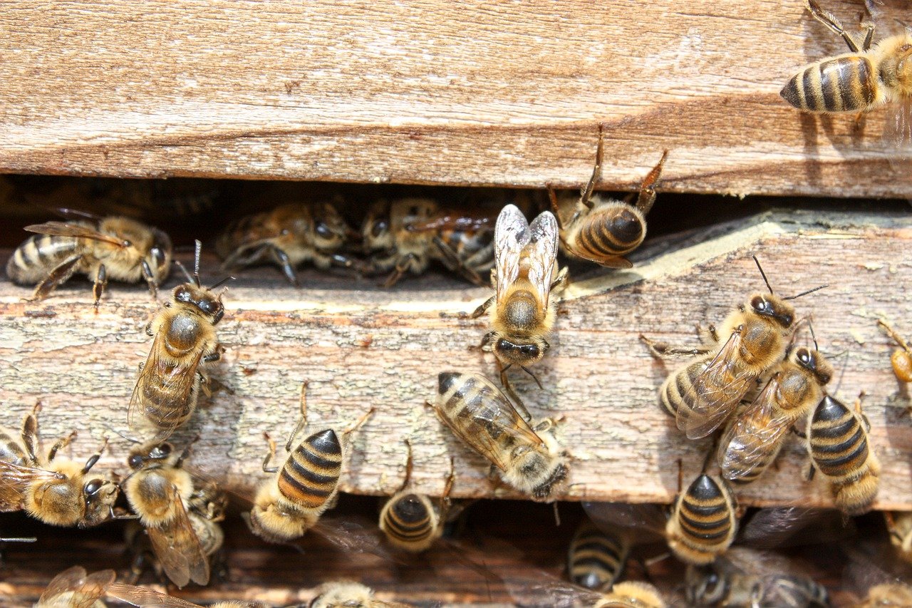 Inmitten der Landschaft des Heiligen Berges Athos in Griechenland summen Bienen um ihre Stöcke. Die Mönche des Klosters widmen sich seit Jahrhunderten der Imkerei und produzieren so einzigartige Rohpropolis und Propolisprodukte von höchster Qualität.