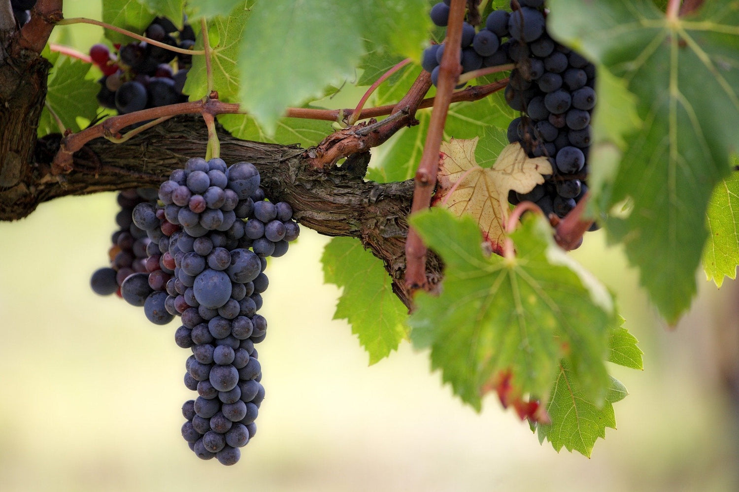 Weinreben im Kloster Hilandari und Kloster Xenophontos auf dem Berg Athos. Reife, violette Trauben hängen an der Rebe, umgeben von grünen Blättern. Die Szene zeigt die klösterliche Tradition der Weinherstellung in einer heiligen und malerischen Umgebung.